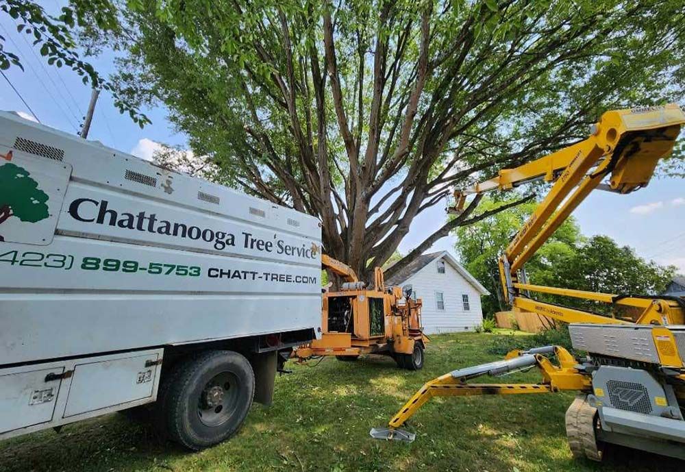 Chattanooga Tree Service crew, chipper and tracked lift removing a large shade tree