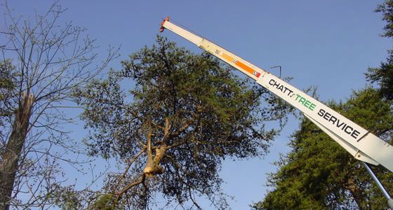 Chattanooga Tree Service crane boom reaching high into a tall tree to prune it